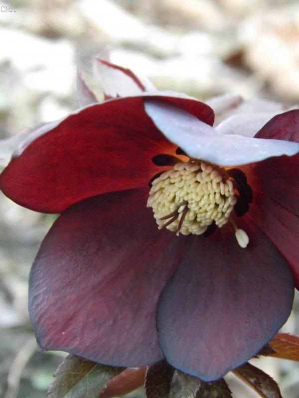 Helleborus x 'Blue Lady' photo helleborebluelady_zps087f897a.jpg